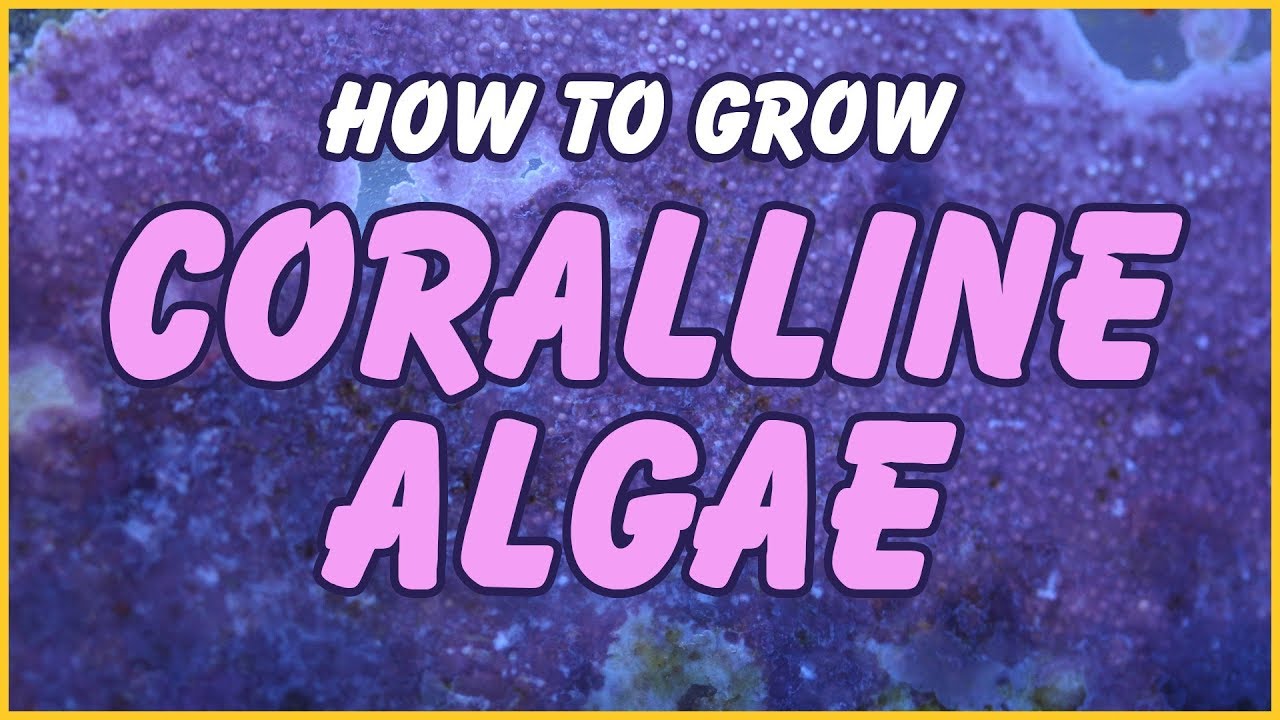 How to Grow Coralline Algae In Your Aquarium: The Simple Truth