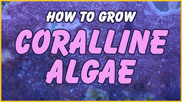 How to Grow Coralline Algae In Your Aquarium: The Simple Truth