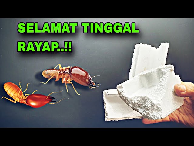 Jarang yang tau cara ini.!! Hanya dengan bahan dapur rayap tidak berani mendekat dan langsung pergi class=