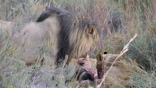 Lion Video Footage - Leo The Lion Video Footage