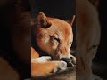 Beautiful 😍 Video by @ryo.thedog follow him on IG! #dog #pet #pets #shibainu #shibainus #doggo #pup
