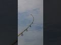 Pont Amikor Nem Vagyok a Botnál  #horgász #fishing #carpfishing #carp #ponty #angling #horgászat