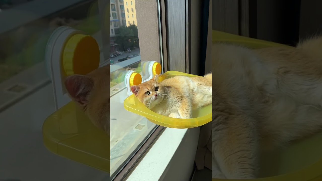 Large Cat Window Hammock–The Perfect Sunny Spot for Your Cat! ☀️Link is in comments 