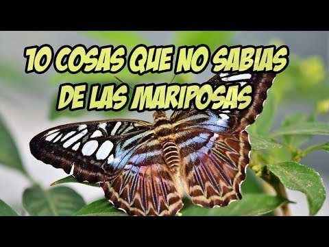 10 curiosidades de las mariposas que no sabias Explorando lo curioso