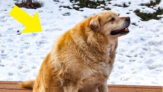 173-Pound Den Retriever Loses Over 100 Pounds