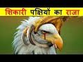 दुनिया के 10 सबसे खतरनाक पक्षी। 10 MOST DANGEROUS BIRDS IN THE WORLD.