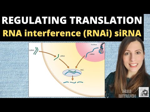 Video: Zvýšená Citlivost Rakovinných Buněk Na Onkolytickou Rhabdo-viroterapii Expresí Proteinu Viru Nodamura B2 Jako Supresoru Interference RNA