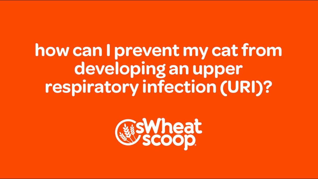 How Can I Prevent My Cat From Developing An Upper Respiratory Infection (Uri)?