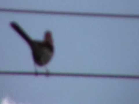 Nancy Today: Brown thrasher on the wire