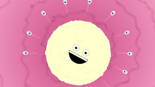 Egg and Sperm | FUNNY and educational Reproduction animation