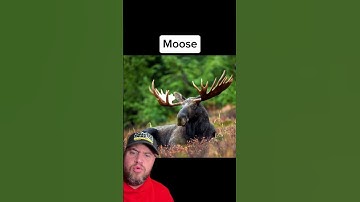 THINGS THAT ARE BIGGER THAN YOU THINK #shorts