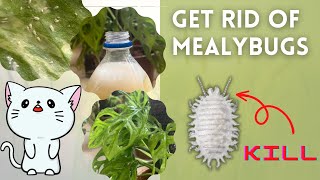 How to remove MealyBugs from plants | Get rid of small white insects