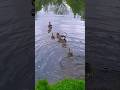 Enten Familie Wie Süß! #Tiere #youtube