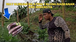 Download Lagu MAY NAUUNA KUMUHA NG TALONG NATIN SA HALAMANAN MP3 Download Lagu MAY NAUUNA KUMUHA NG TALONG NATIN SA HALAMANAN MP3