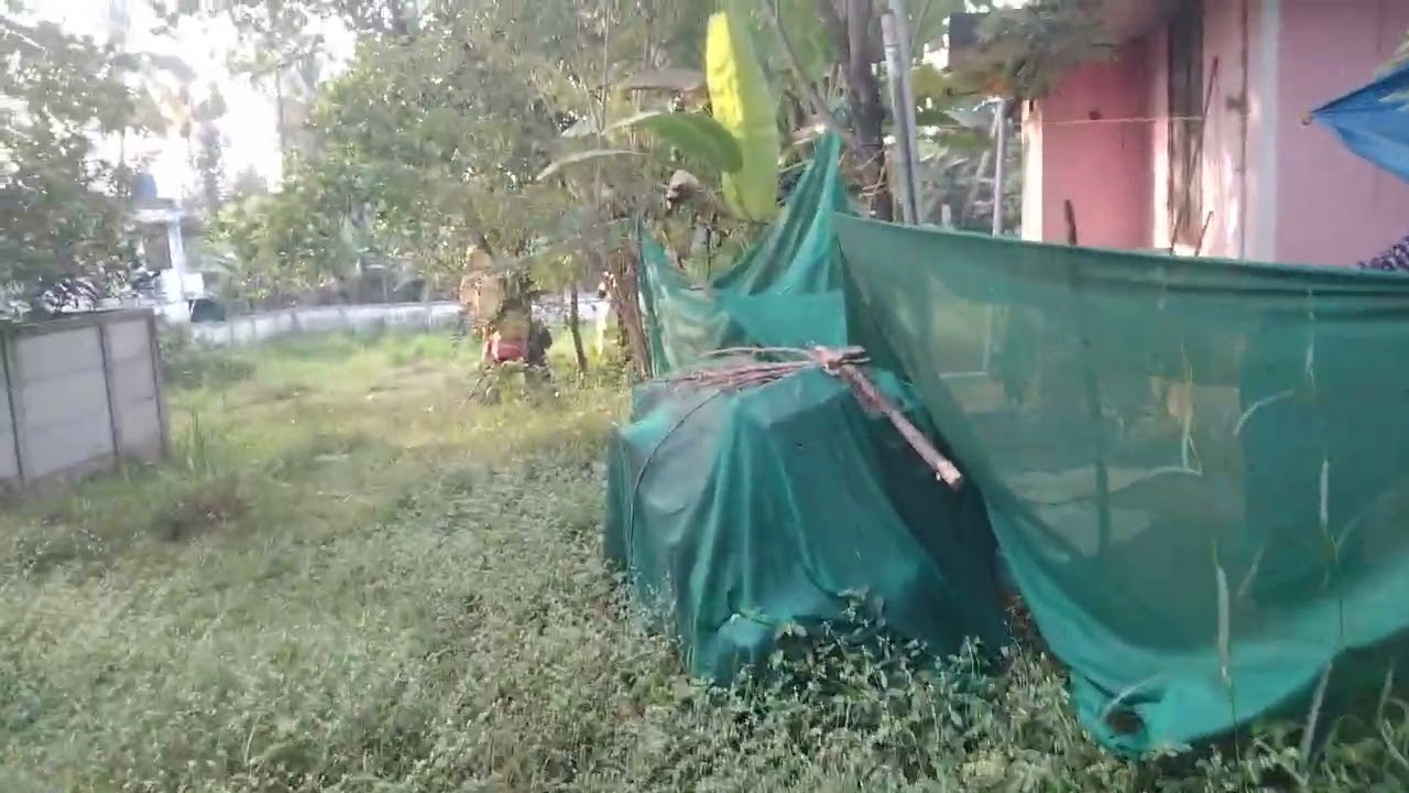 Plot for sale Aluva Rajagiri Hospital near chunagamvelli junction 500 meeter 14cent per cent 5laks.