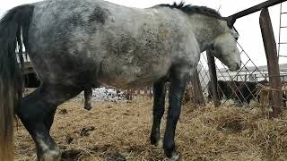 Horse Stallion 573 1
