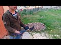 Download Güvercinlerimi tanıtıyorum ve kaç liraya aldım Güvercinlerimi tanıtıyorum ve kaç liraya aldım