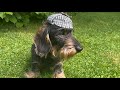 Cute dachshund is as clever as sherlock holmes teddythedachshund