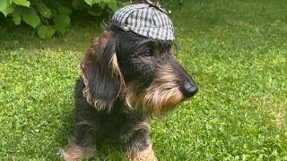 Cute dachshund is as clever as Sherlock Holmes #TeddyTheDachshund