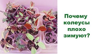 видео:  картинка: