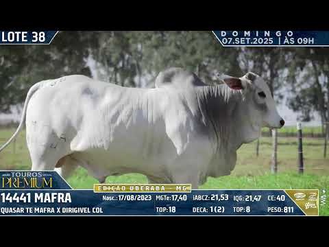 LOTE 38