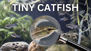 My Pygmy Catfish Colony (150 Day Evolution)