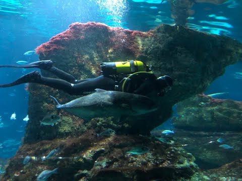video Barcelona 4k Aquarium Relax