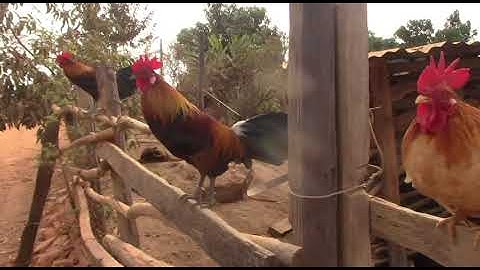 kuv 2 tug qaib dib ej uas dib tuaj zoo xyoo 2020