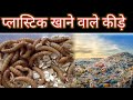 प्लास्टिक खाने वाले कीड़े। Plastic eating insects.