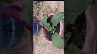 Grafting Eggplant#plants #agriculture #agricambo