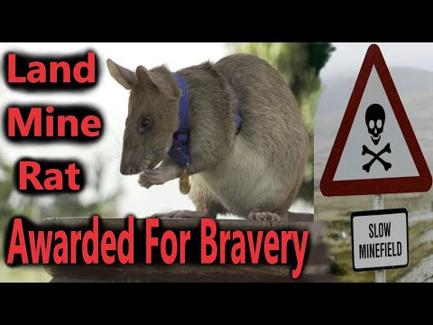 Landmine Finding Rat Receives Award For Saving Lives