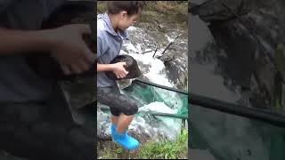 Set fish trap on waterfall. Catch a lot of fish