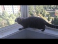 кот стрекочет на голубя/  the cat chirps at the pigeon