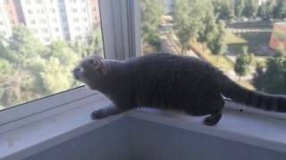 кот стрекочет на голубя/  the cat chirps at the pigeon