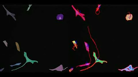 Cell Segmentation and Tracking for All 2D Microscopy Images