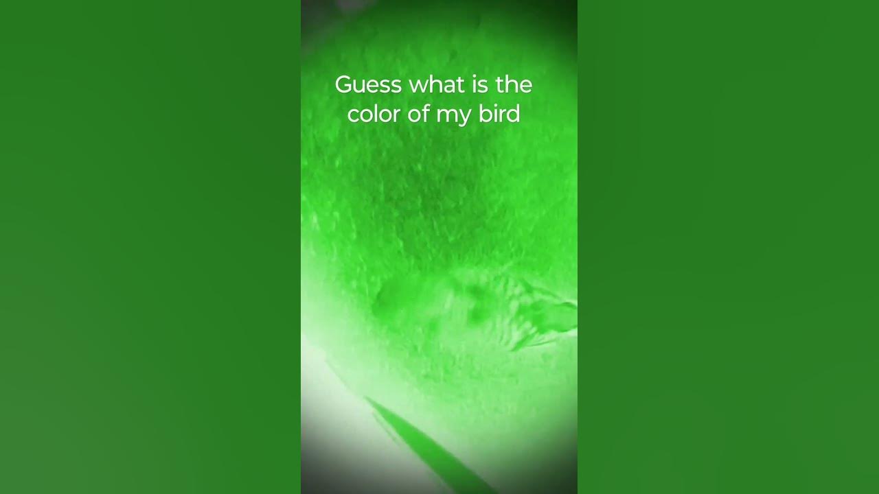 Guess what color is my bird youtube