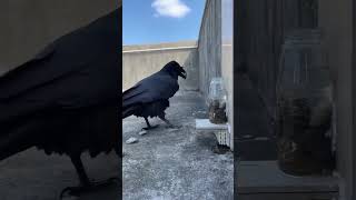 RAVEN USES STONES TO DRINK WATER #ravens  #stone #water #smart by Relax With Snacks 10,700 views 5 months ago 1 minute, 2 seconds