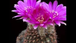 Yesuva Aa Ponmuham kaanman malayalam christian songs