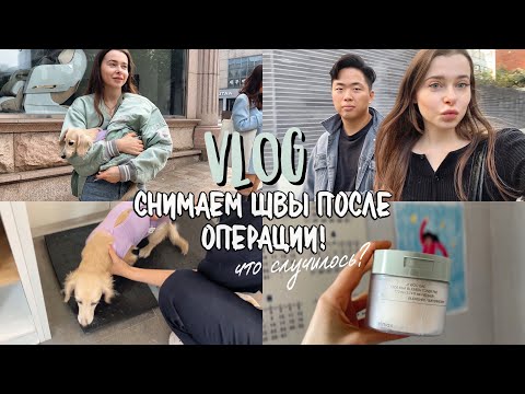 Видео: Vlog: Золотая Осень/ Ветклиника в Корее/ Стерилизовали Собаку!