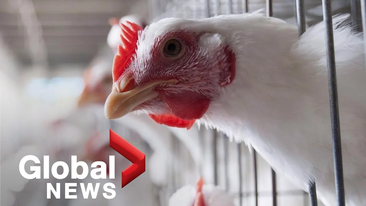 Bird flu cases are on the rise in Canada — should poultry farmers be concerned?