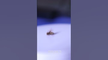 Mồi (fly) câu cá suối (0969800817)