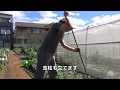 ファミリー農園180520果菜定植・支柱立て