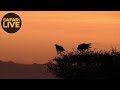 safariLIVE - Sunrise Safari - November 25, 2018