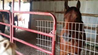 Colt saved from slaughter meets herd boss