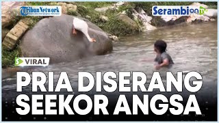 VIRAL Detik-detik Pria Diserang Seekor Angsa Akibat Diusik saat Hendak Minum di Sungai