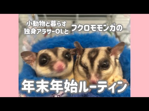 小動物のフクロモモンガと過ごす年末年始ってこんな感じなの