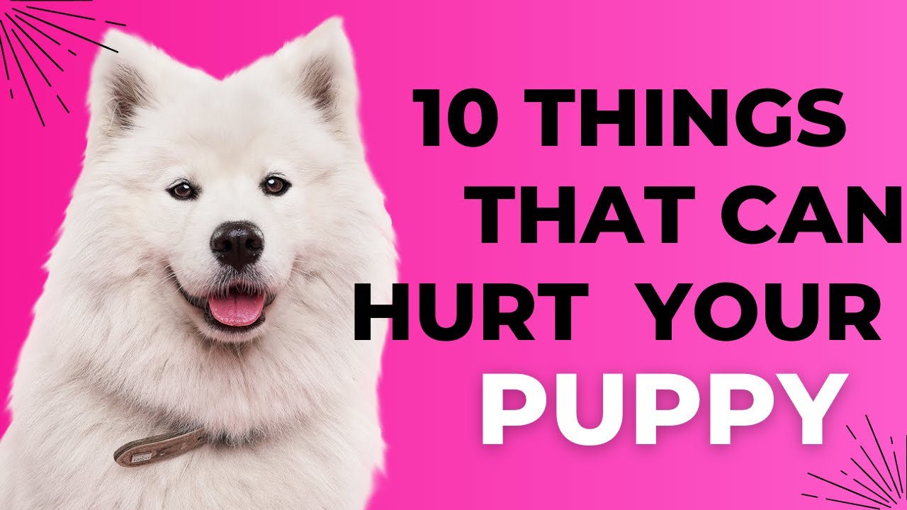 10 things that can hurt your puppy YouTube