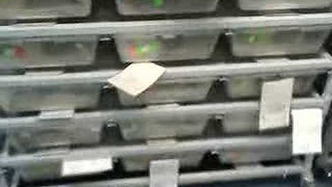 Ball Python Breeding footage - 01/26/08 part 2