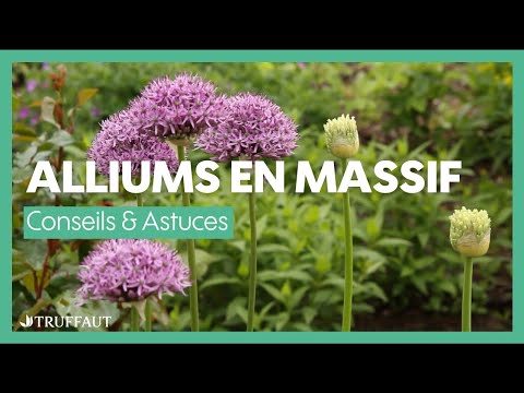 Vidéo: Cultiver des alliums : informations sur l'entretien des alliums