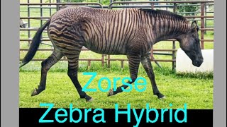 Zorse - Zebra Hybrid - MayZee - Rarity Acres - Zebra Hybrids- Rare Animals
